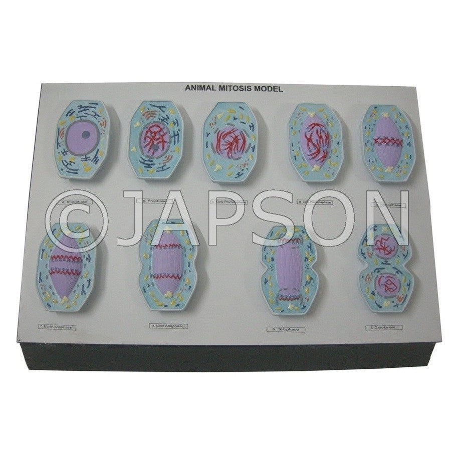 Model, Animal Mitosis Model, Animal Mitosis